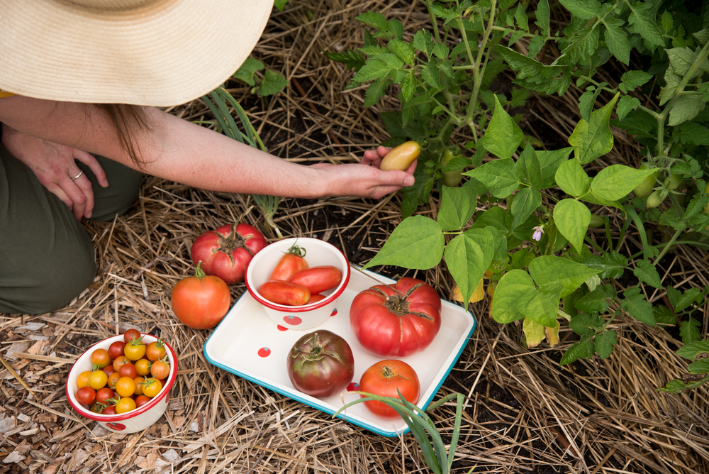 Late Summer Orchard & Harvest