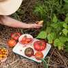 Dan Pelosi x CCH Tomato Small Rectangle Tray