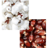 Split image of fluffy white popcorn and brown chestnuts.